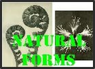 Natural forms- general artists.pdf
