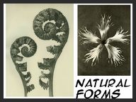 Natural forms- general artists.pdf