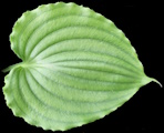 Candy Dish