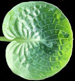 Green Cups