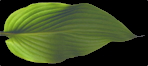 montana f. macrophylla