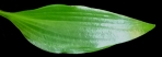 tardiflora