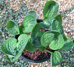 Green Cups