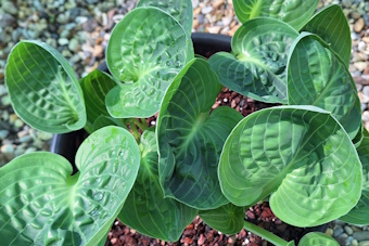 Green Cups