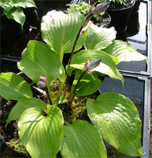 longipes var. latifolia