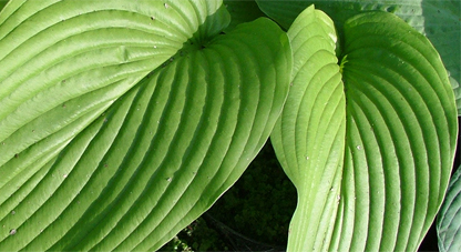 montana f. macrophylla