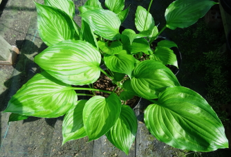 ventricosa 'Aureomaculata'