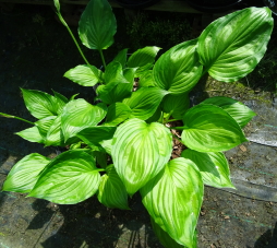 ventricosa 'Aureomaculata'